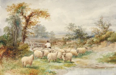 Landscape and Sheep